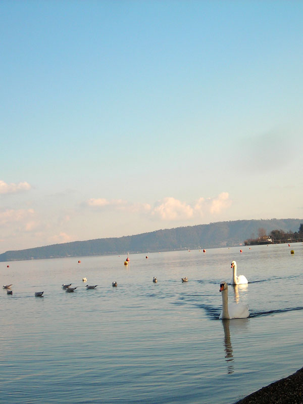 Guide Roma Etruria Bracciano lago, cigni